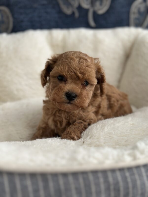 Nara Toy Poodle Nara Toy Poodle