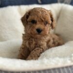 Nara-female-toy-poodle-puppy-for-sale-1 (2)
