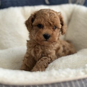 Nara Toy Poodle