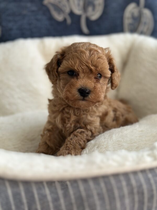 Nara Toy Poodle Nara Toy Poodle