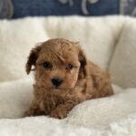 Nara-female-toy-poodle-puppy-for-sale-1 (3)
