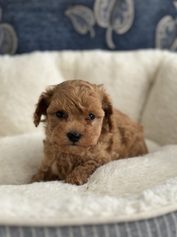 Nara Toy Poodle Nara Toy Poodle