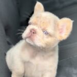 Nathaniel-male-french-bulldog-puppy-for-sale-1 (1)