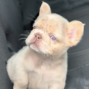 Nathaniel Fluffy French Bulldog