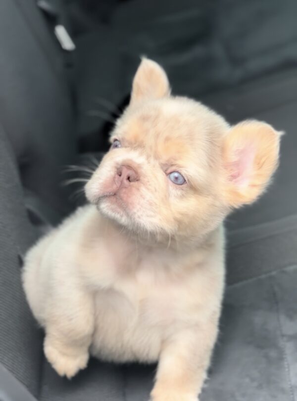 Nathaniel Fluffy French Bulldog Nathaniel Fluffy French Bulldog