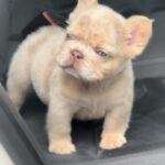Nathaniel-male-french-bulldog-puppy-for-sale-1 (2)