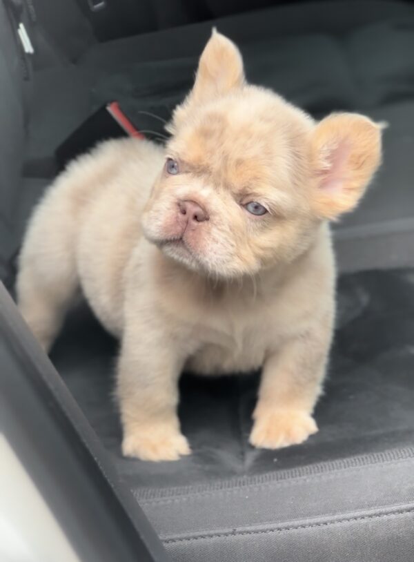 Nathaniel Fluffy French Bulldog Nathaniel Fluffy French Bulldog