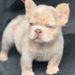 Nathaniel-male-french-bulldog-puppy-for-sale-1 (3)