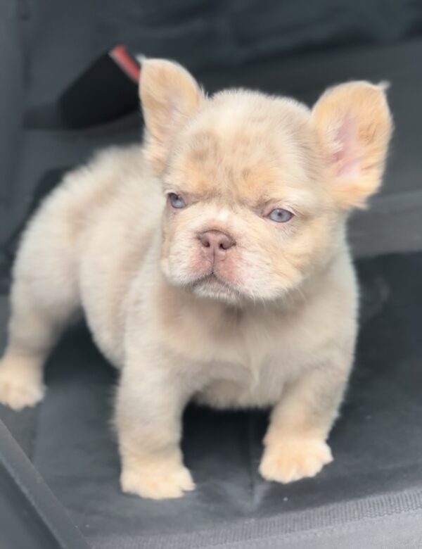 Nathaniel Fluffy French Bulldog Nathaniel Fluffy French Bulldog