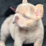Nathaniel-male-french-bulldog-puppy-for-sale-1 (4)