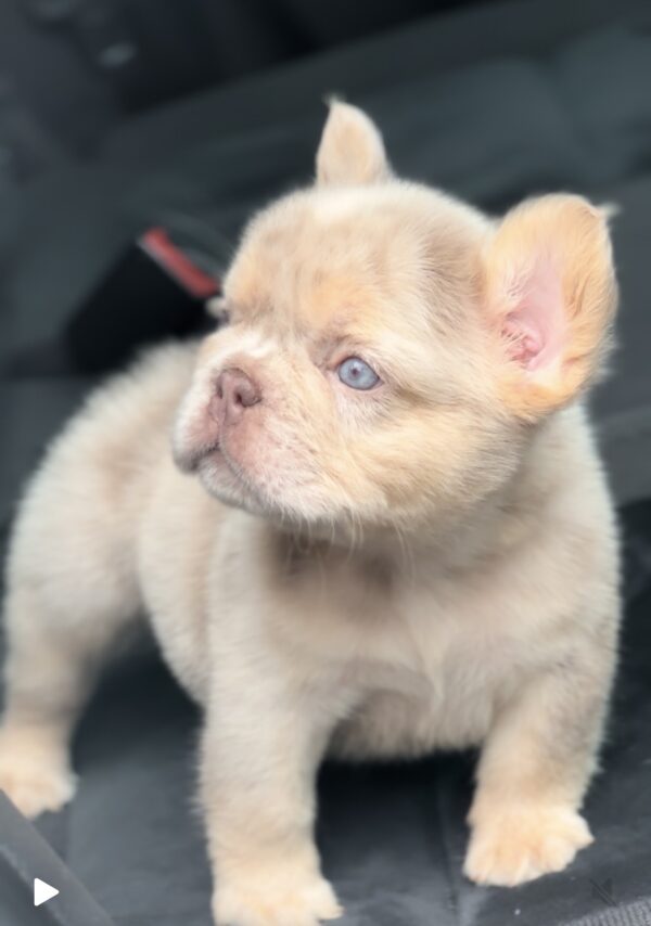 Nathaniel Fluffy French Bulldog Nathaniel Fluffy French Bulldog