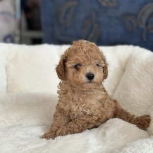 Natty Toy Poodle