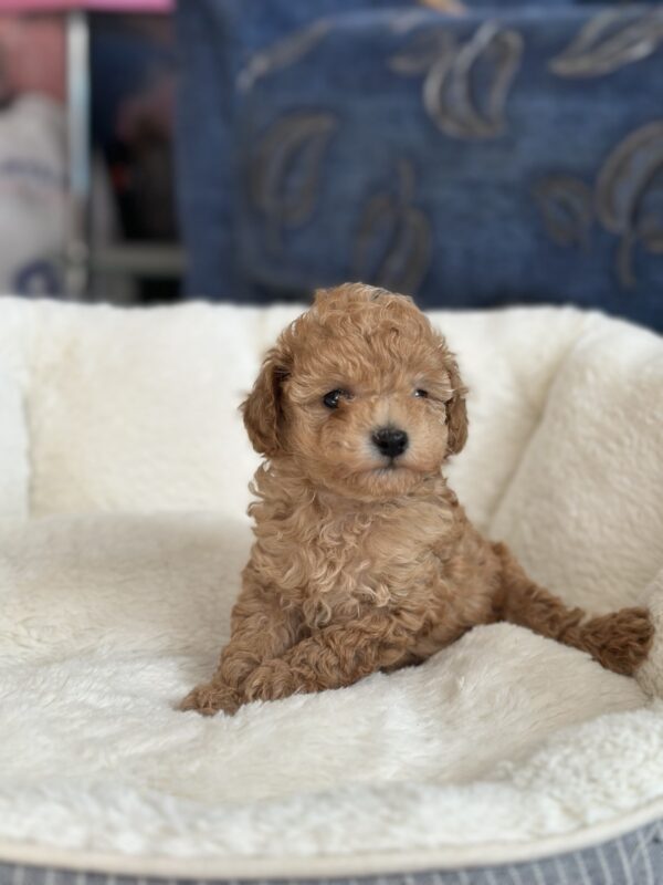 Natty Toy Poodle Natty Toy Poodle