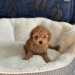 Natty-female-toy-poodle-puppy-for-sale-1 (2)