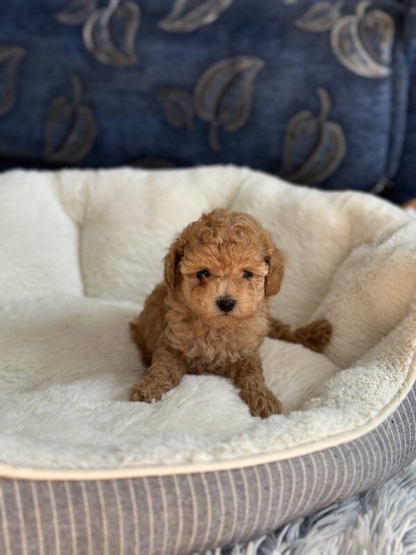 Natty Toy Poodle Natty Toy Poodle