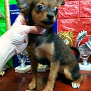 Nebrasca Russian Toy Terrier Nebrasca Russian Toy Terrier