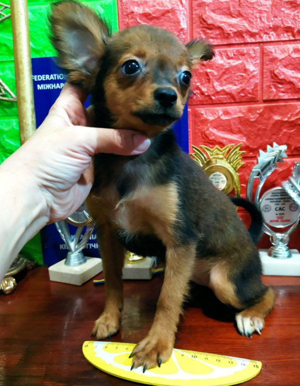 Nebrasca Russian Toy Terrier Nebrasca Russian Toy Terrier