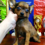 Merci Russian Toy Terrier