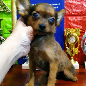 Nefertiti Russian Toy Terrier Nefertiti Russian Toy Terrier