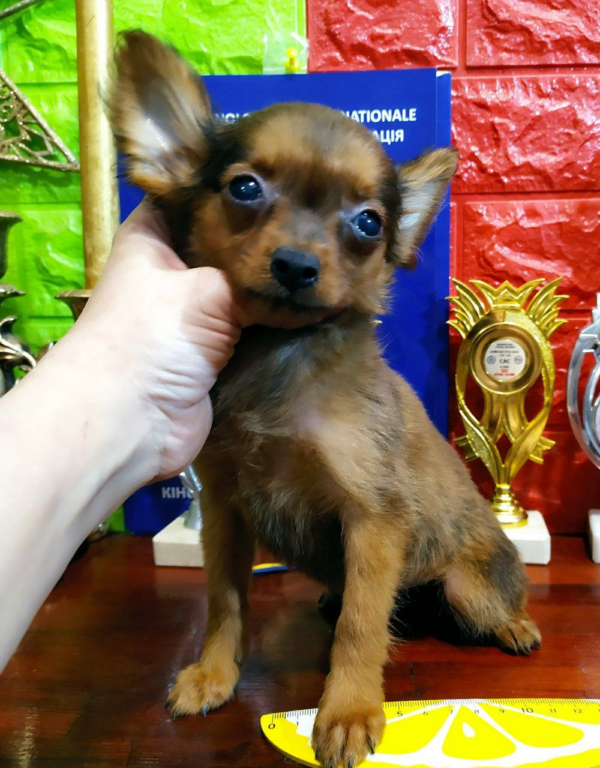 Nefertiti Russian Toy Terrier Nefertiti Russian Toy Terrier