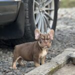 Neji-male-french-bulldog-puppy-for-sale-1 (1)