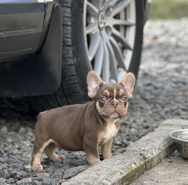 Neji French Bulldog Neji French Bulldog