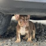 Neji-male-french-bulldog-puppy-for-sale-1 (2)