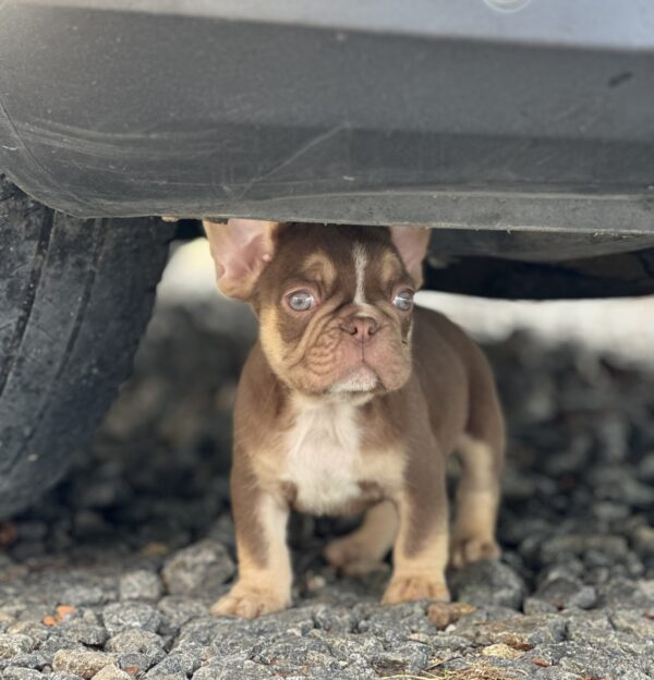 Neji French Bulldog Neji French Bulldog