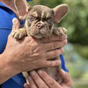 Neji French Bulldog