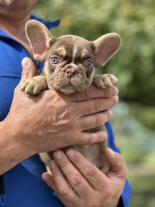 Neji French Bulldog Neji French Bulldog