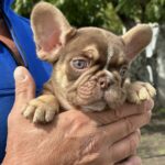 Neji-male-french-bulldog-puppy-for-sale-1 (4)