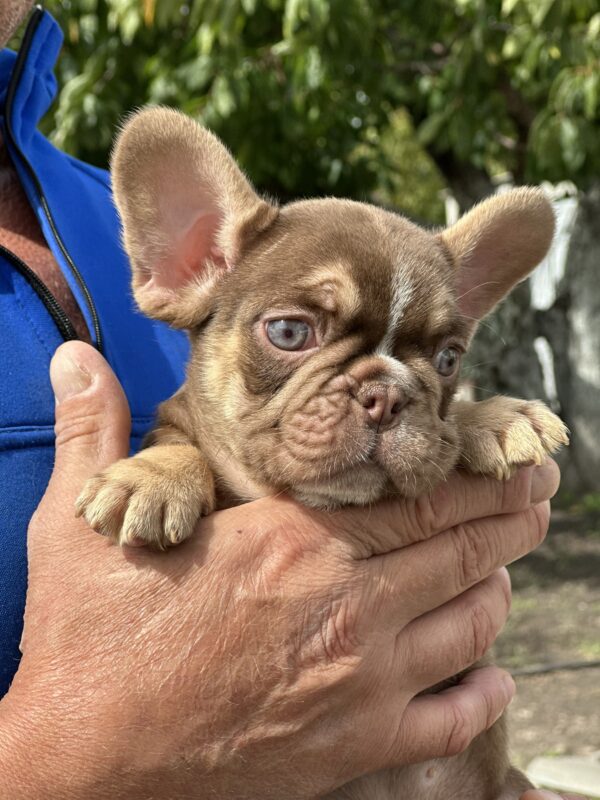 Neji French Bulldog Neji French Bulldog