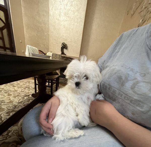 Neko Maltese Neko Maltese