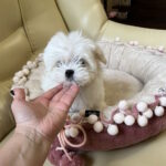 Neko-male-maltese-puppy-for-sale-1 (2)