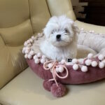 Neko-male-maltese-puppy-for-sale-1 (3)