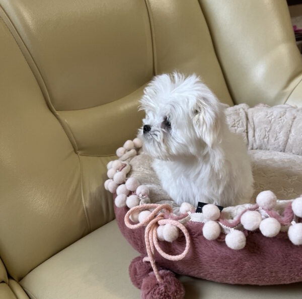 Neko Maltese Neko Maltese