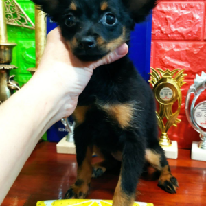 Nera Russian Toy Terrier Nera Russian Toy Terrier