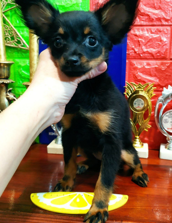 Nera Russian Toy Terrier Nera Russian Toy Terrier