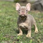 Nerika-female-french-bulldog-puppy-for-sale-1 (1)