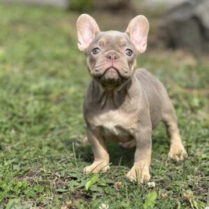 Nerika French Bulldog