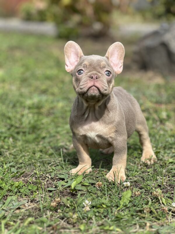 Nerika French Bulldog Nerika French Bulldog