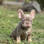 Nerika-female-french-bulldog-puppy-for-sale-1 (2)