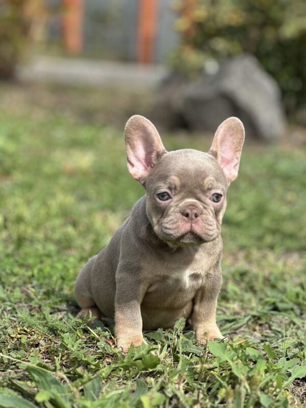 Nerika French Bulldog Nerika French Bulldog