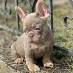 Nerika-female-french-bulldog-puppy-for-sale-1 (3)