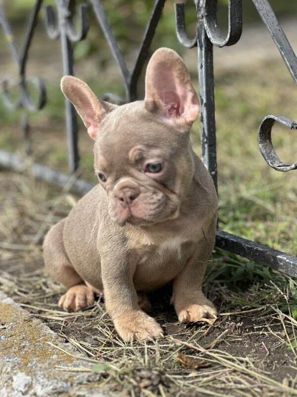 Nerika French Bulldog Nerika French Bulldog