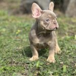 Nerika-female-french-bulldog-puppy-for-sale-1 (4)