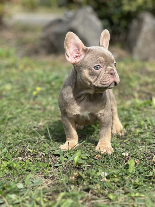 Nerika French Bulldog Nerika French Bulldog
