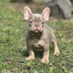 Nerika-female-french-bulldog-puppy-for-sale-1 (5)