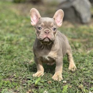 Nerika French Bulldog