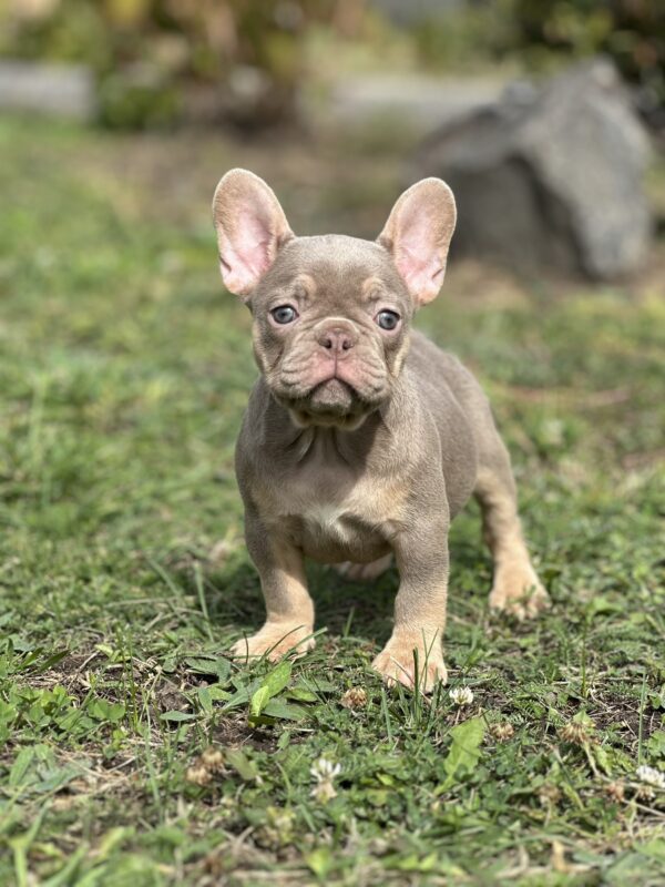Nerika French Bulldog Nerika French Bulldog